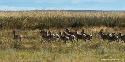 Цагаан зээр (Procapra gutturosa, Pallas 1777)